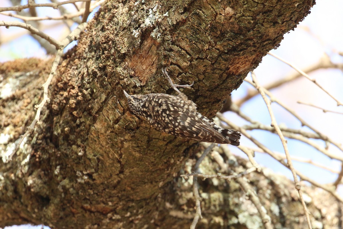 African Spotted Creeper - ML152094001