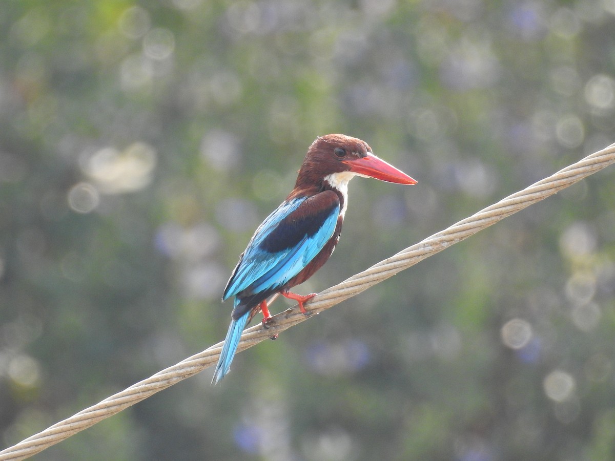 White-throated Kingfisher - Afsar Nayakkan