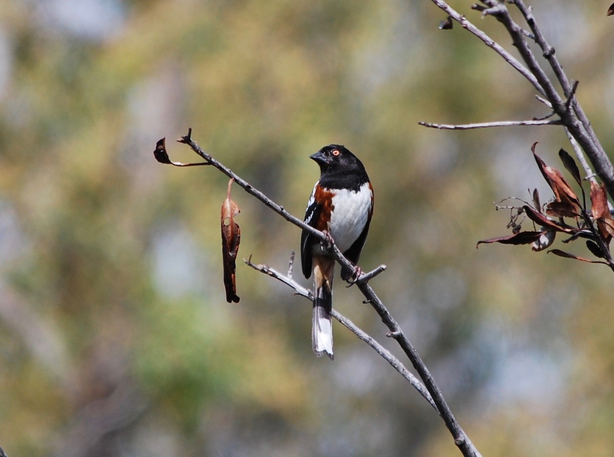 Spotted Towhee - ML152094021