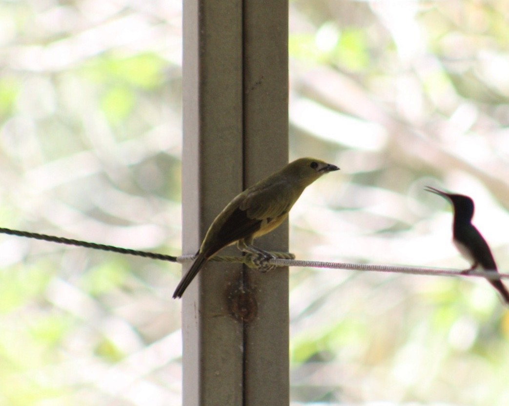 Palm Tanager - ML152094071