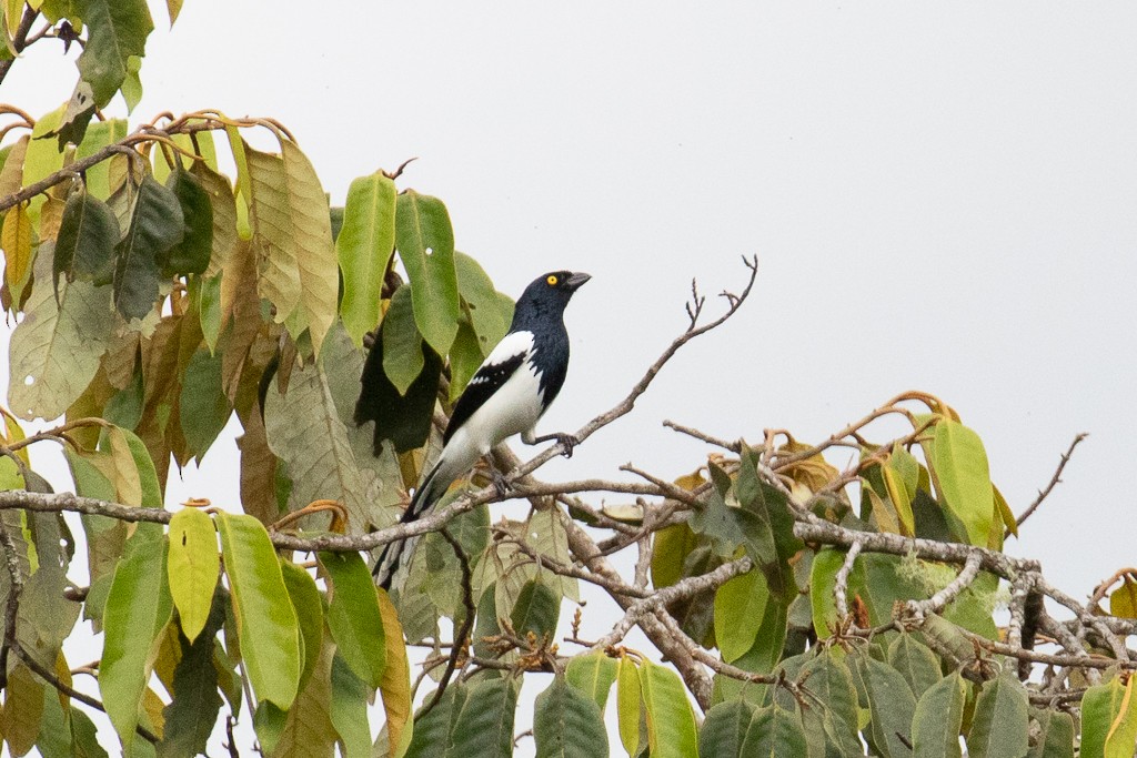 Magpie Tanager - ML152094341