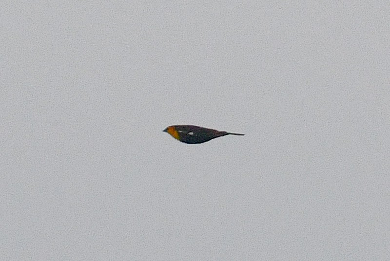 Yellow-headed Blackbird - George Chiu