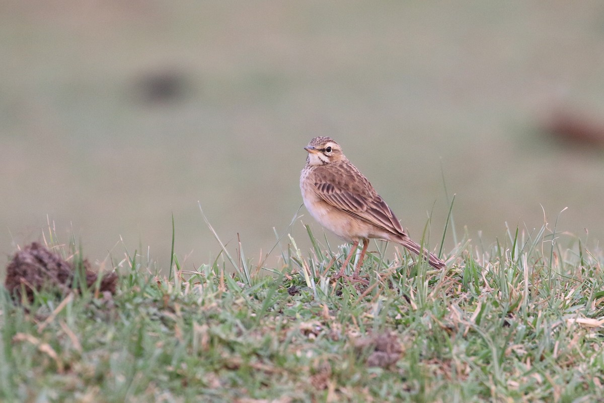 African Pipit - ML152096271