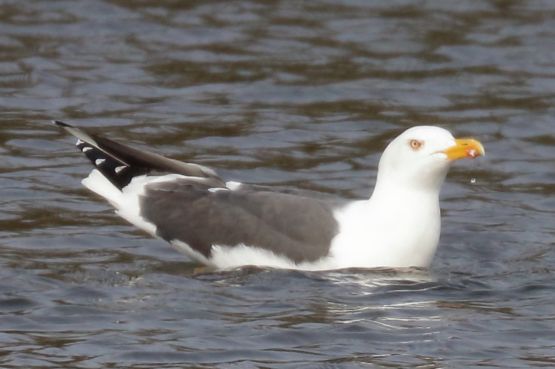 Lesser Black-backed Gull - Bruce Kerr