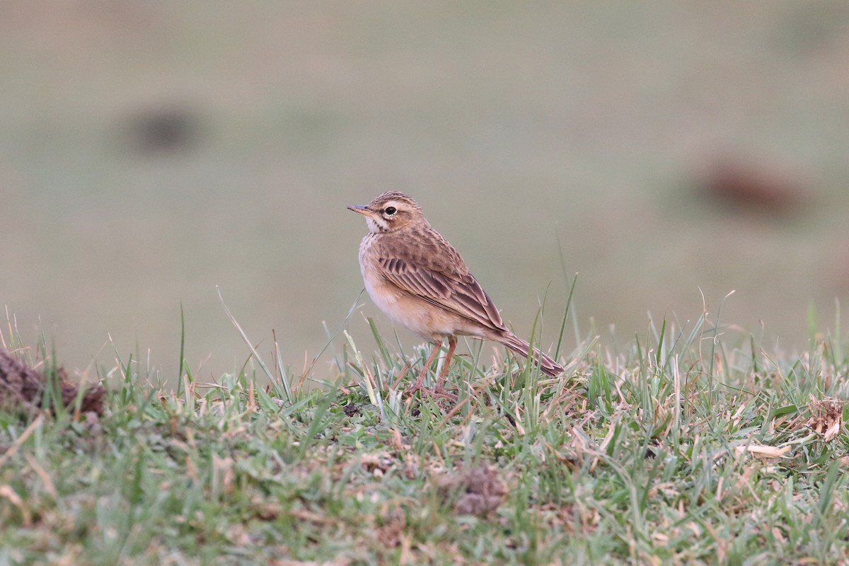 African Pipit - ML152096301