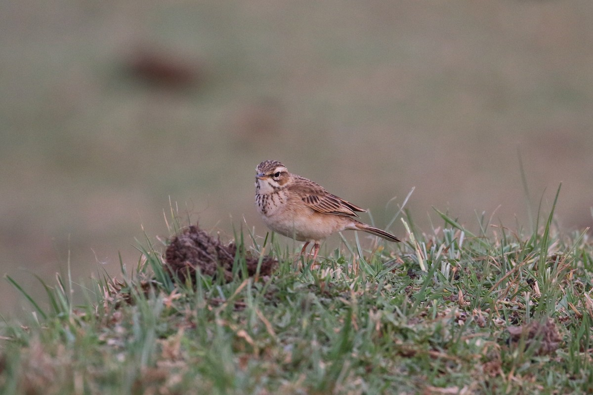 African Pipit - Oscar Campbell