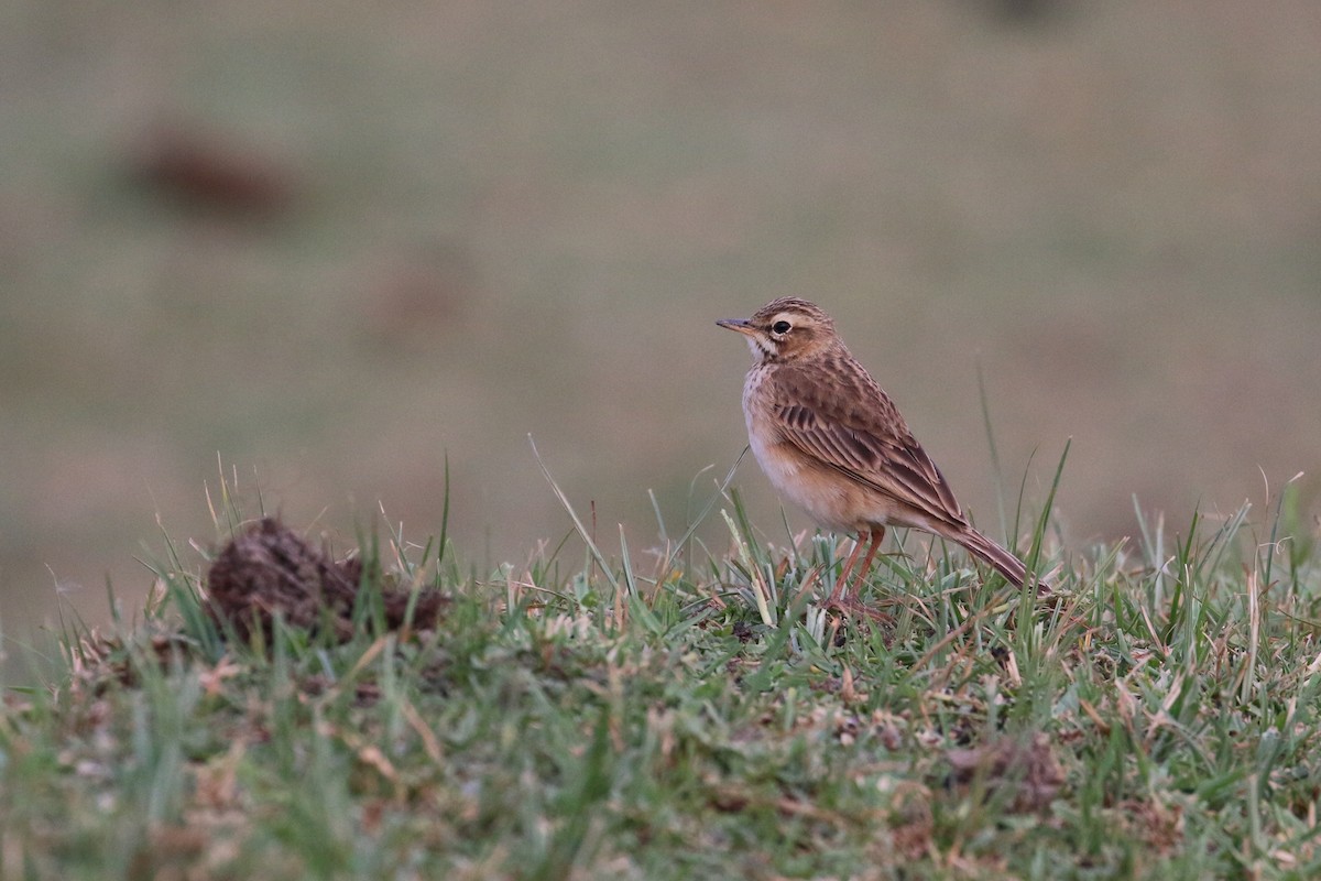 African Pipit - ML152096321