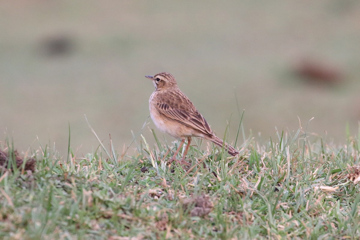 African Pipit - ML152096341