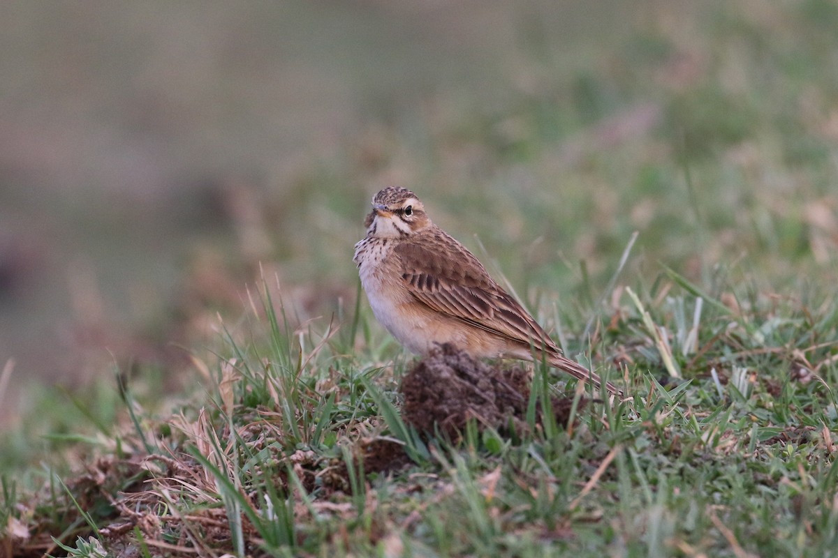 African Pipit - ML152096351