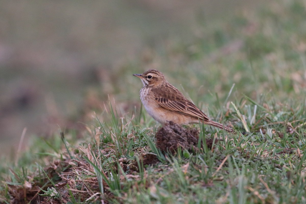 African Pipit - ML152096421