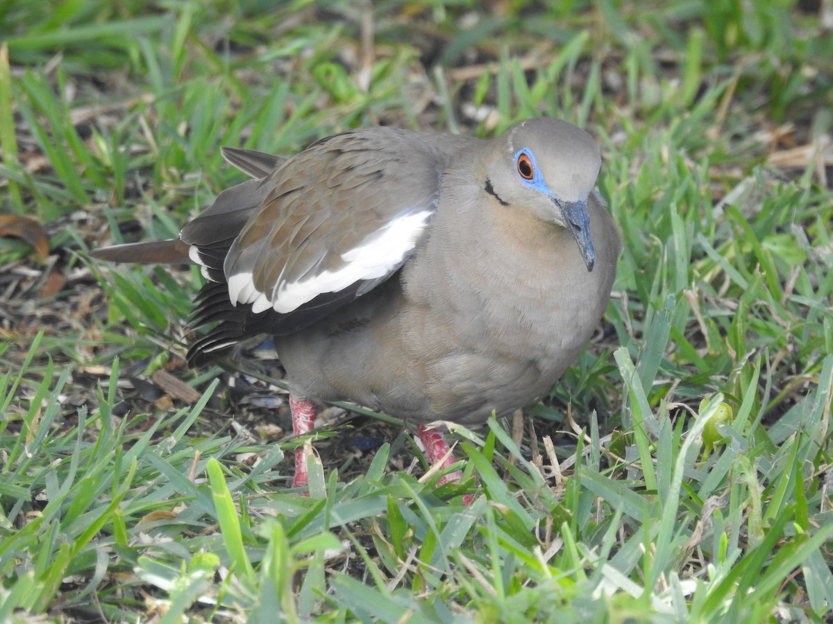 White-winged Dove - Alexis LaMaster