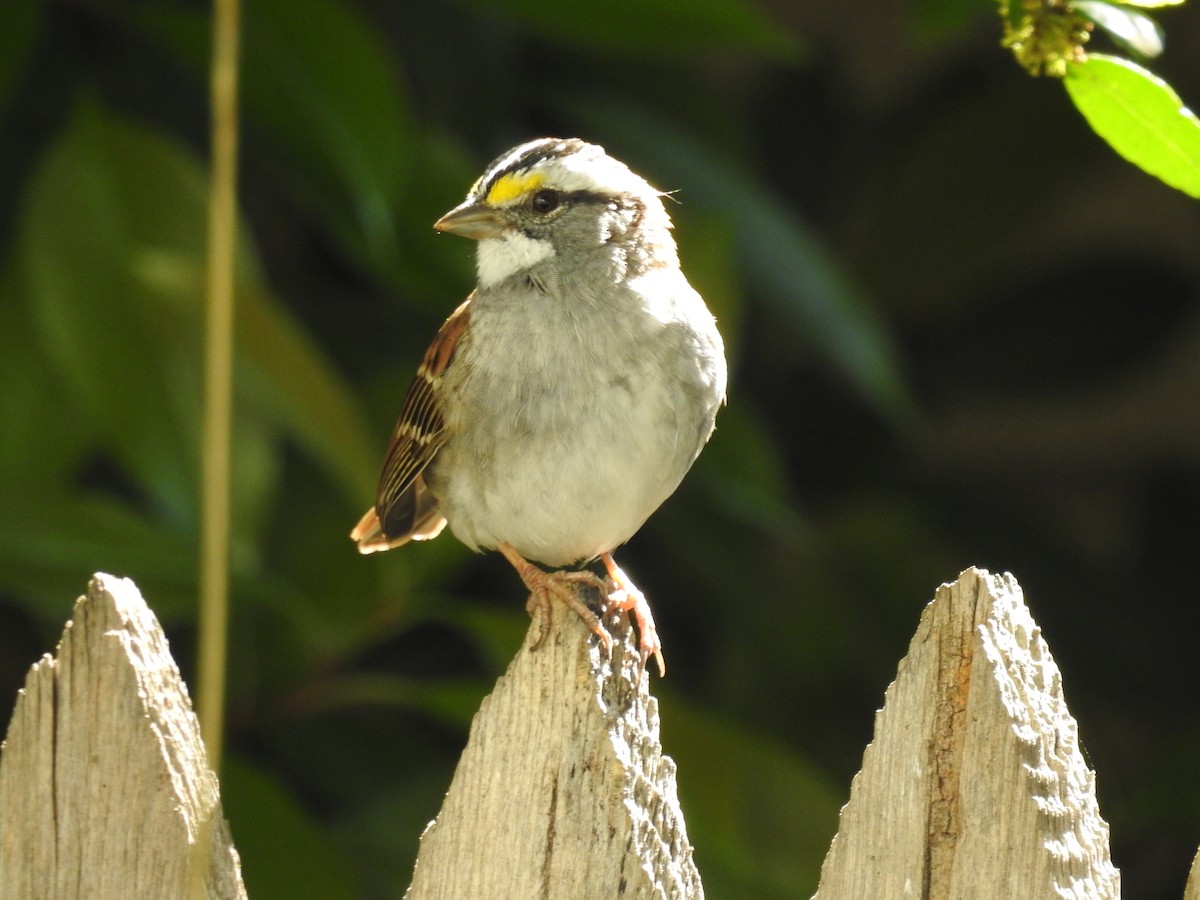 White-throated Sparrow - Alexis LaMaster