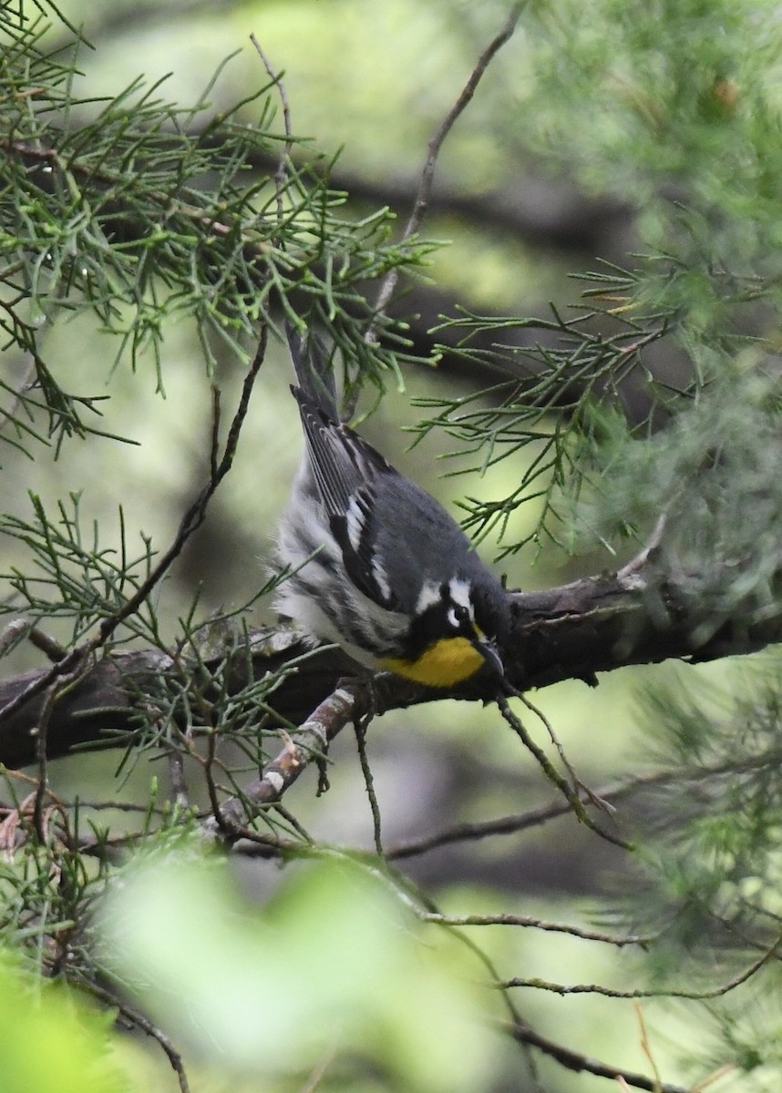 Yellow-throated Warbler - ML152098711