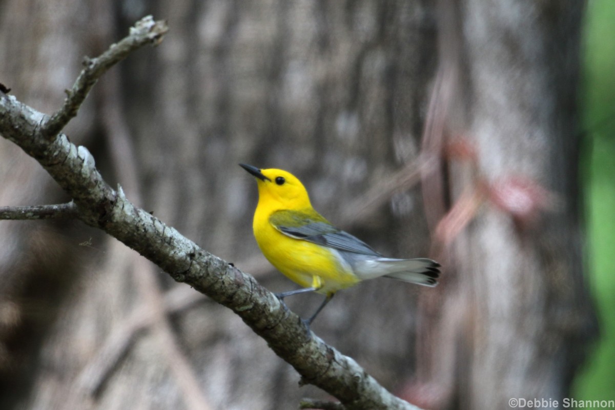 Prothonotary Warbler - Roi & Debbie Shannon