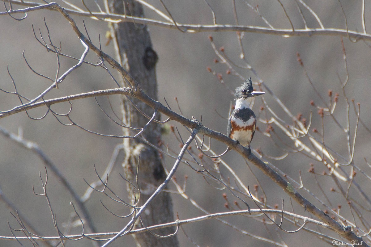 Belted Kingfisher - Miriam Baril