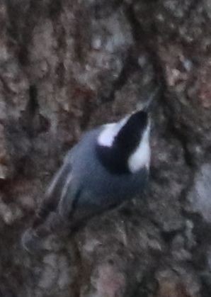 White-breasted Nuthatch - David Kettering