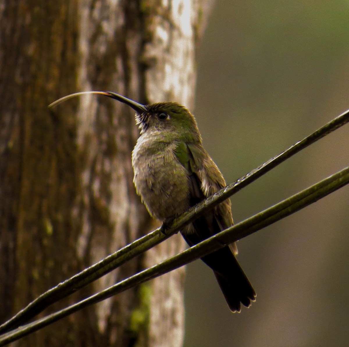 Sombre Hummingbird - Lys Souza