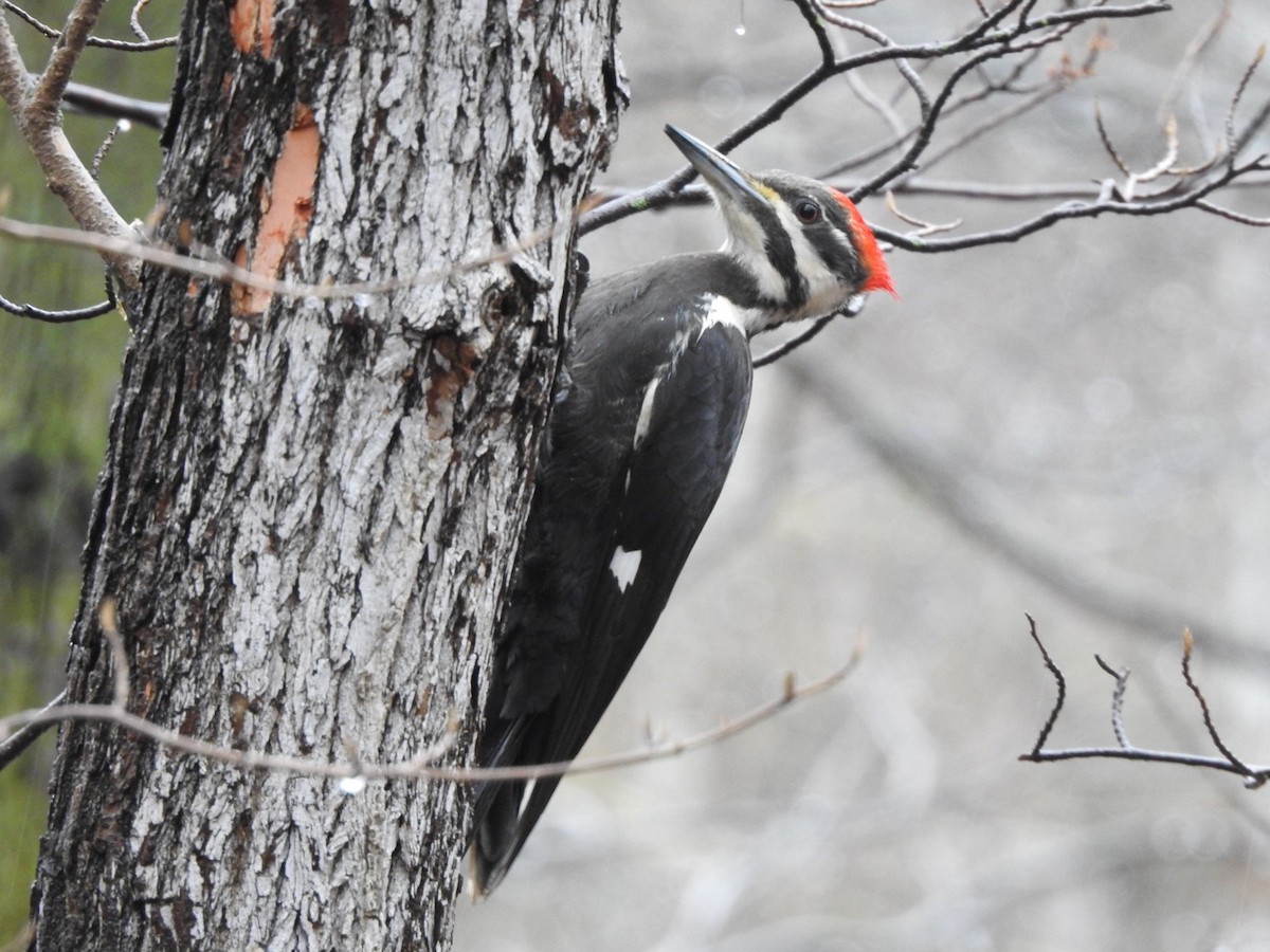 Pileated Woodpecker - Tom Baumgart