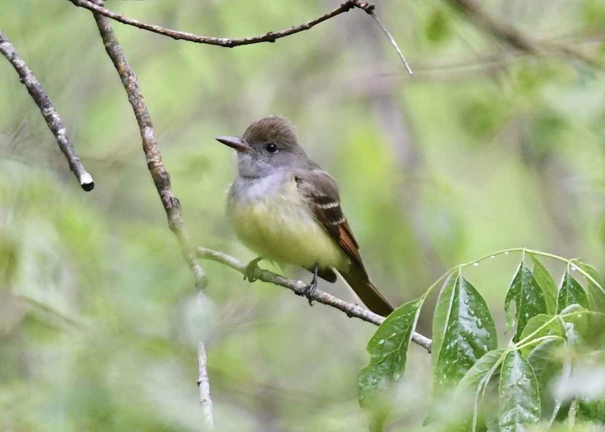 Great Crested Flycatcher - ML152100791