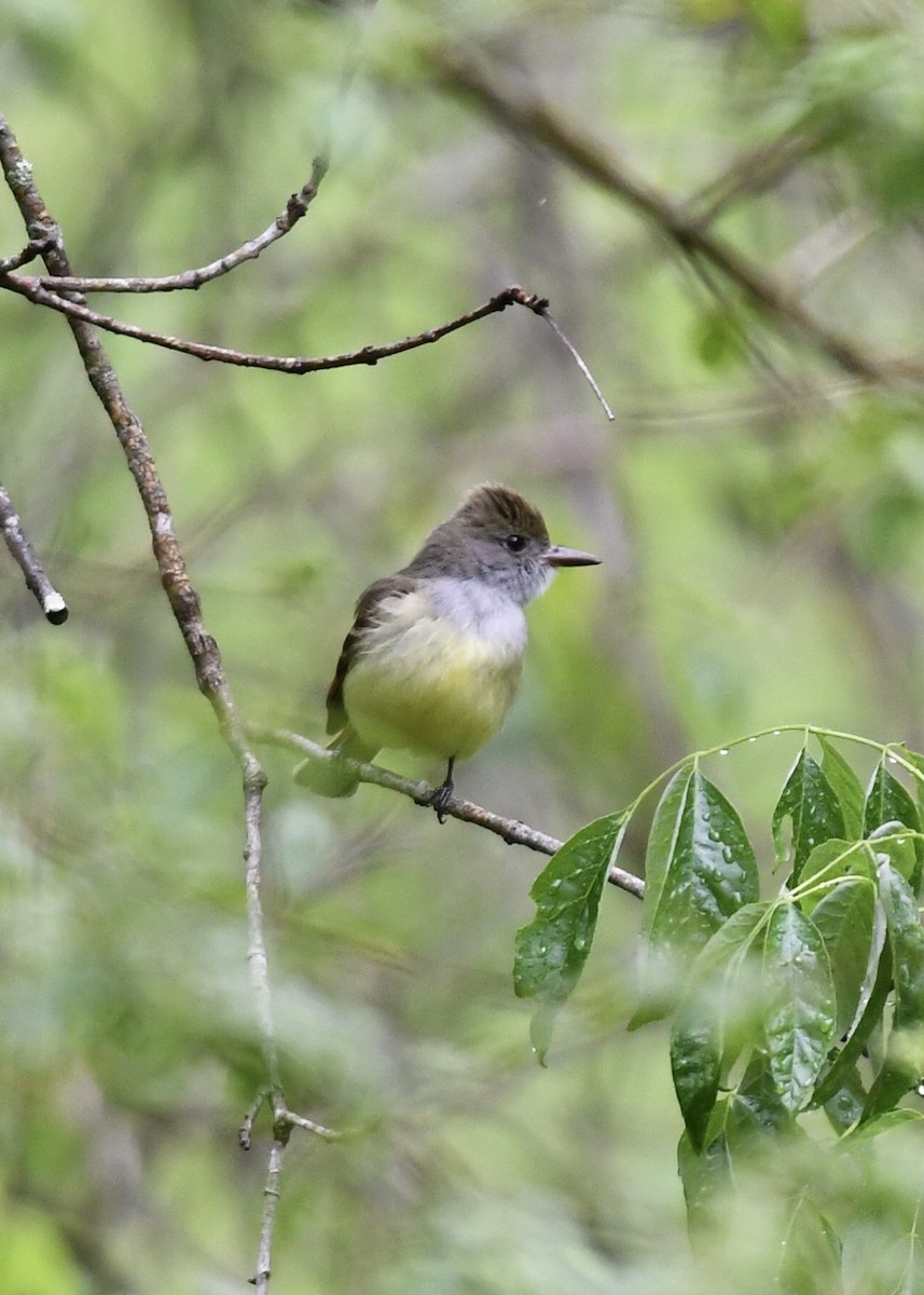 Great Crested Flycatcher - ML152100801