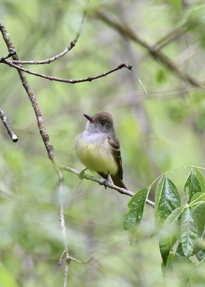 Great Crested Flycatcher - ML152100811