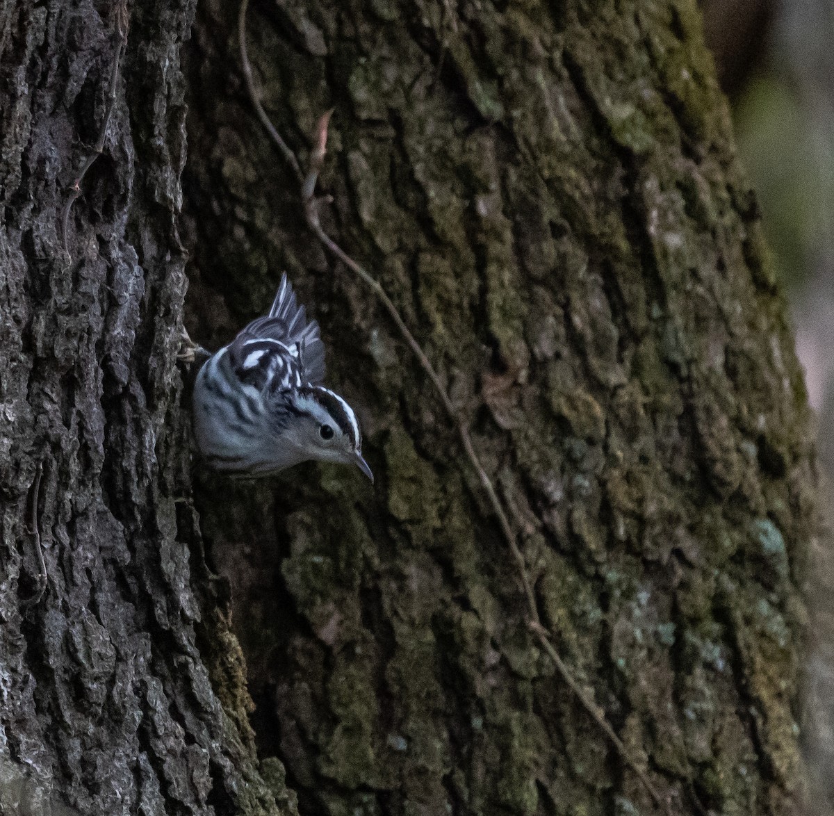 Black-and-white Warbler - Clark West
