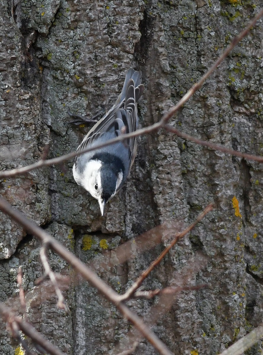 White-breasted Nuthatch - ML152102031