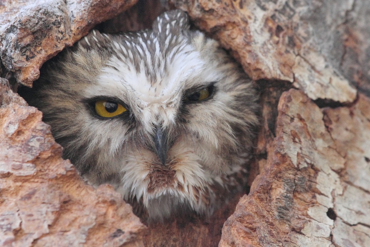 Northern Saw-whet Owl - Rob Lowry