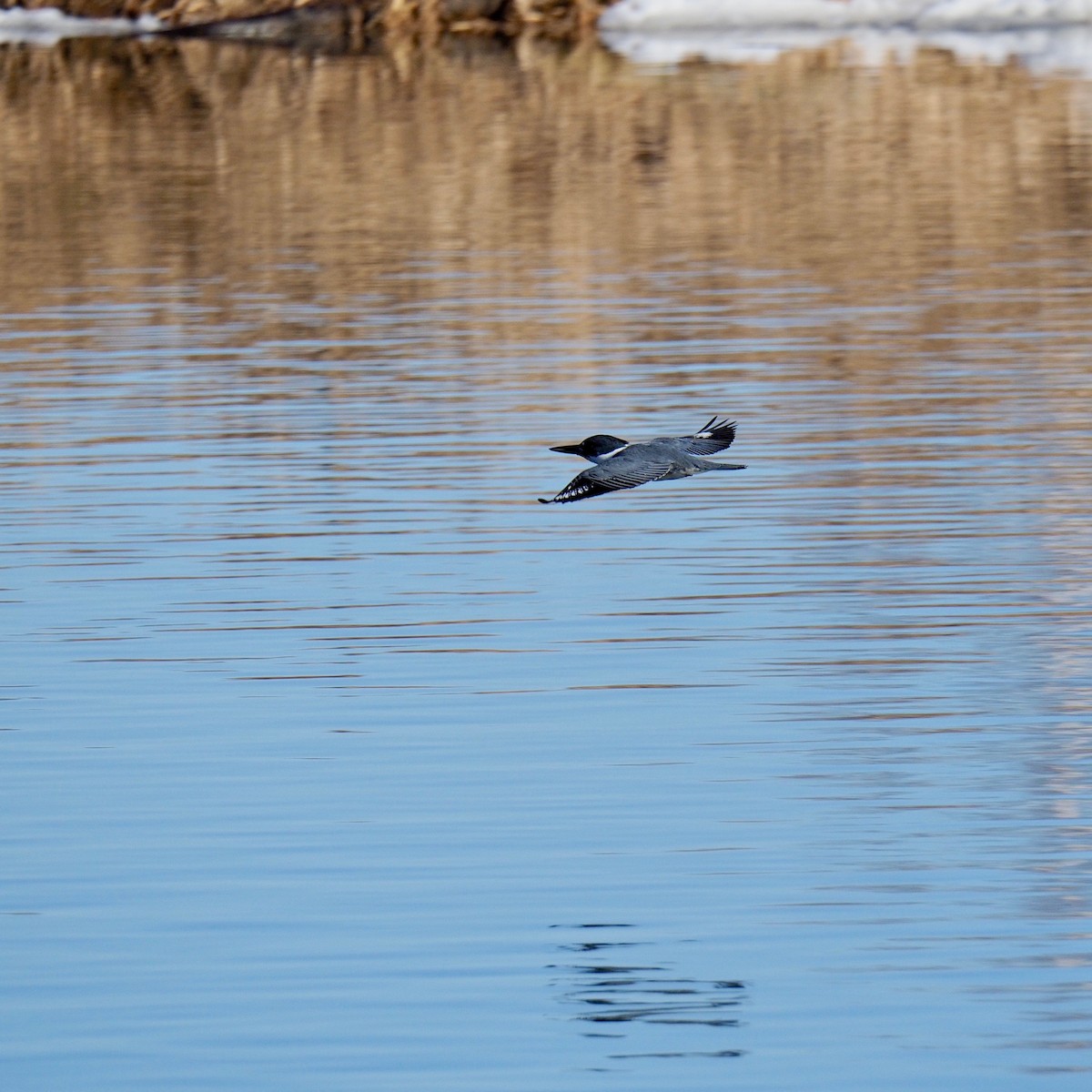 Belted Kingfisher - ML152102891