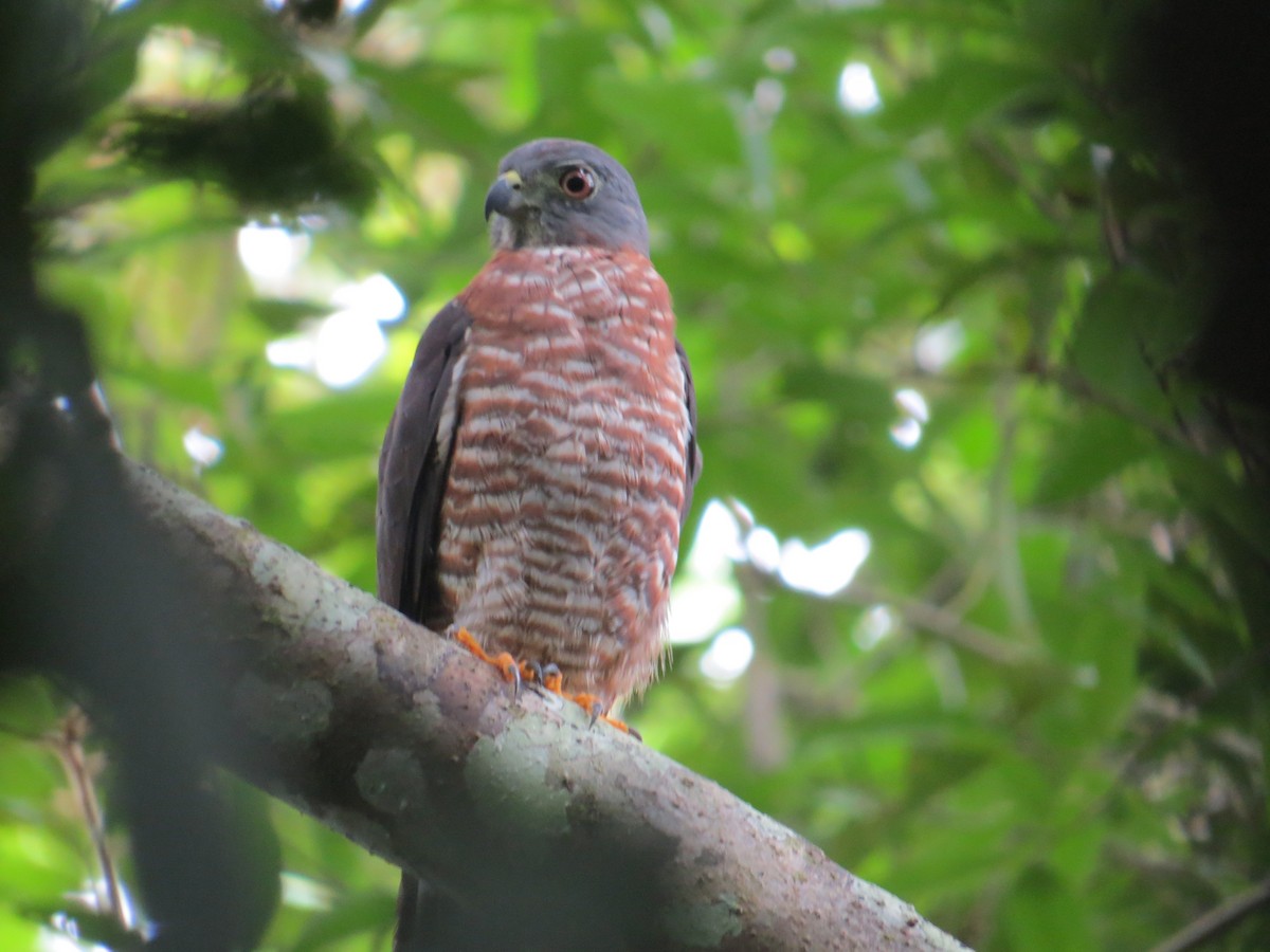 Double-toothed Kite - ML152103221