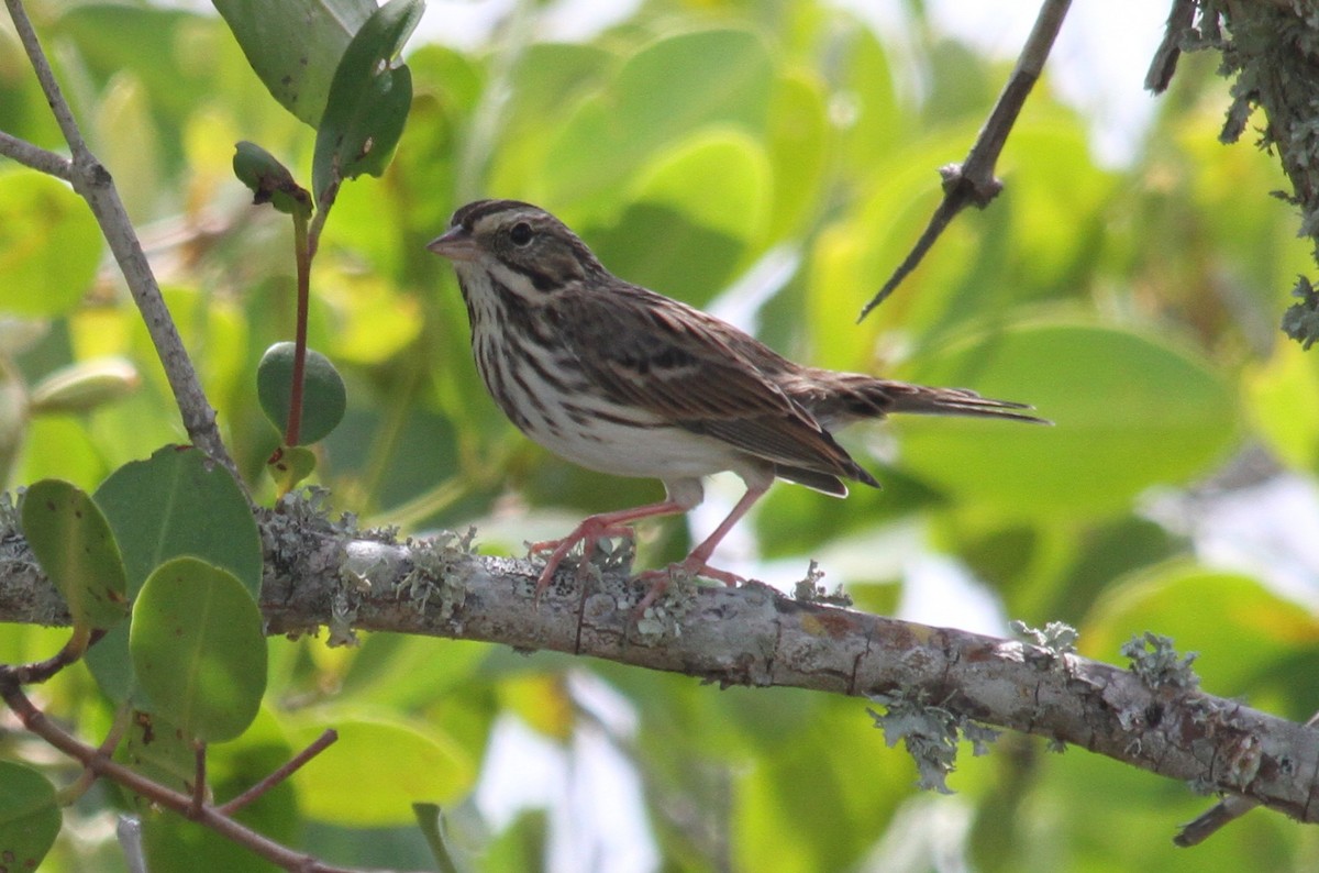 Savannah Sparrow - ML152105401