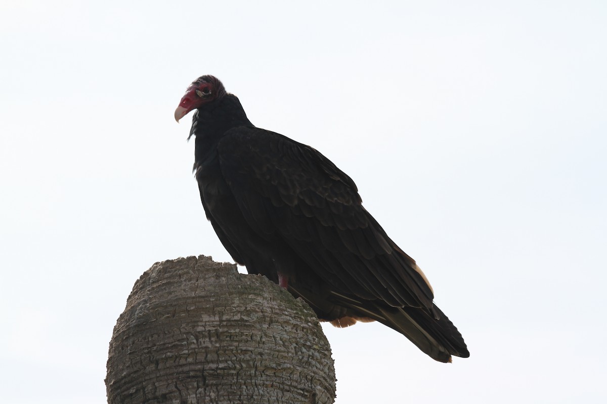Turkey Vulture - ML152105441