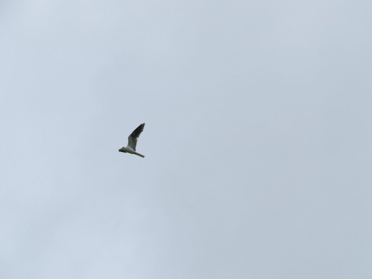 White-tailed Kite - Abel Rodríguez Camaño