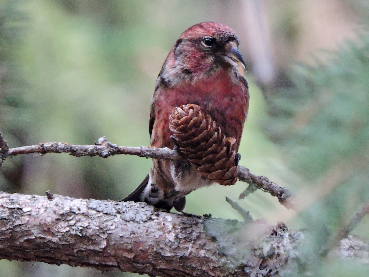 White-winged Crossbill - Chuck Chuck