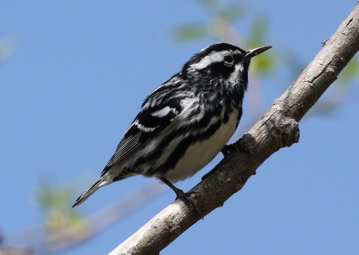 Black-and-white Warbler - Larry Urbanski
