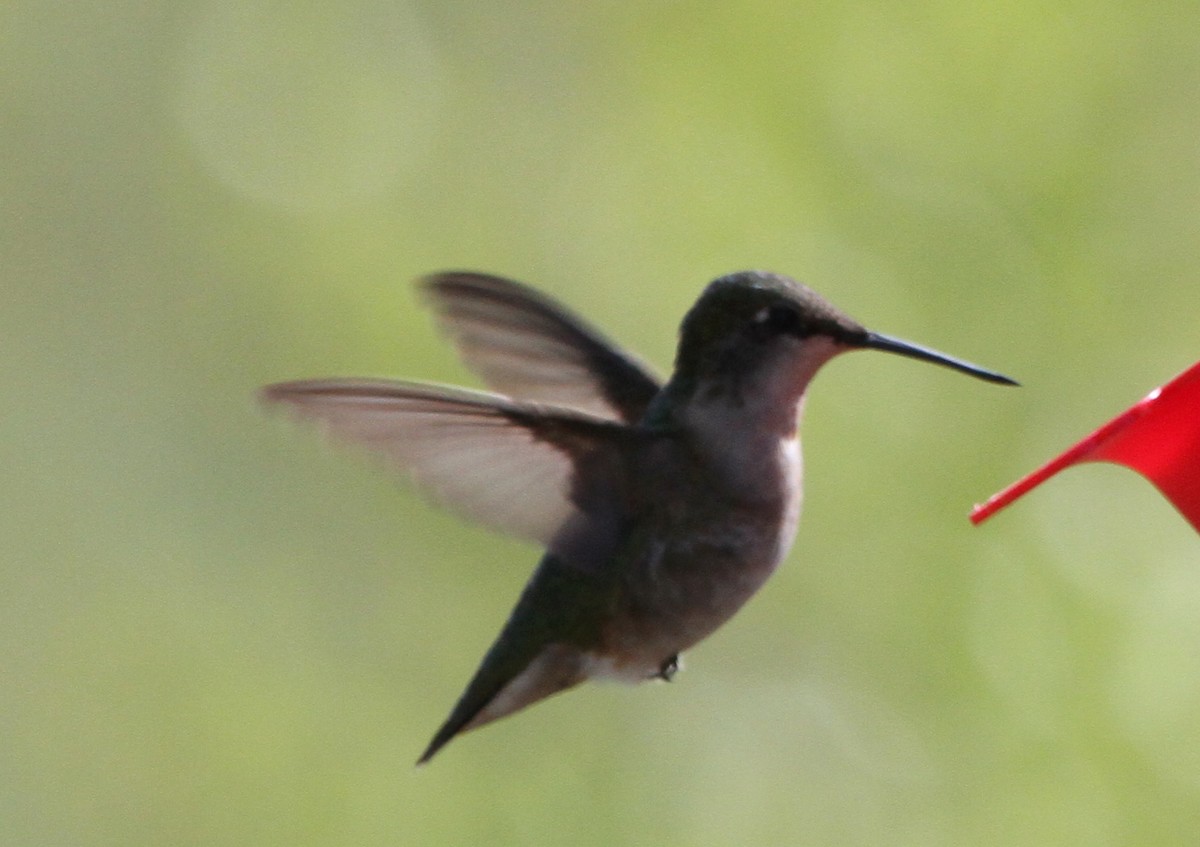 Ruby-throated Hummingbird - ML152107581