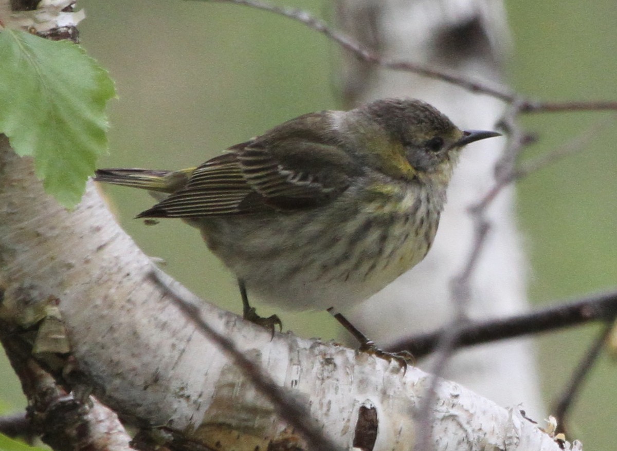 Cape May Warbler - ML152107601