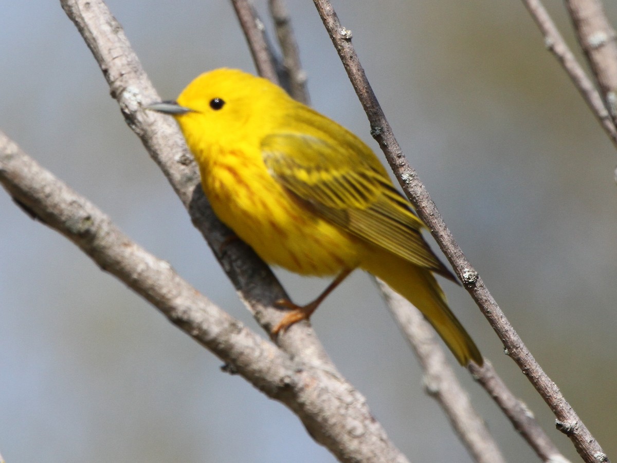 Yellow Warbler - Larry Urbanski