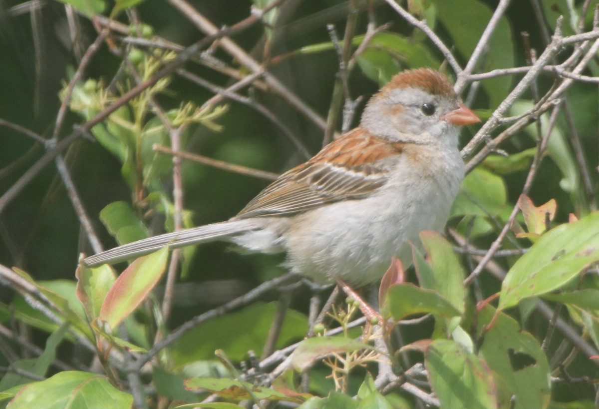 Field Sparrow - Larry Urbanski