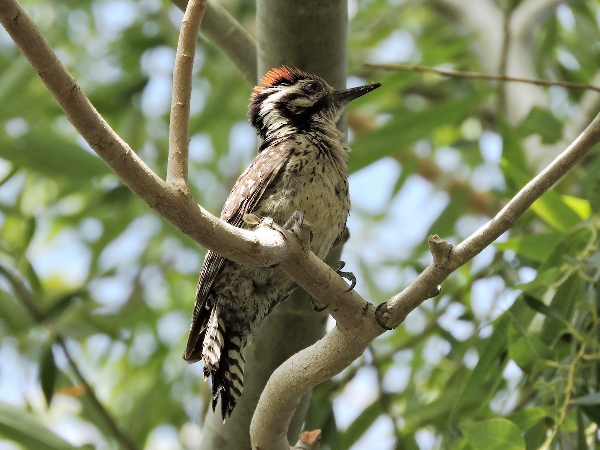 Ladder-backed Woodpecker - Lee Jones