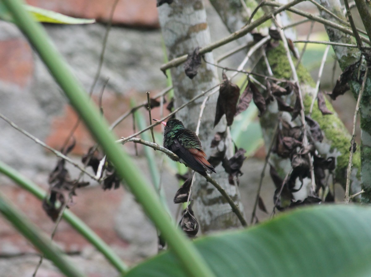 Rufous-tailed Hummingbird - Paloma Lazo