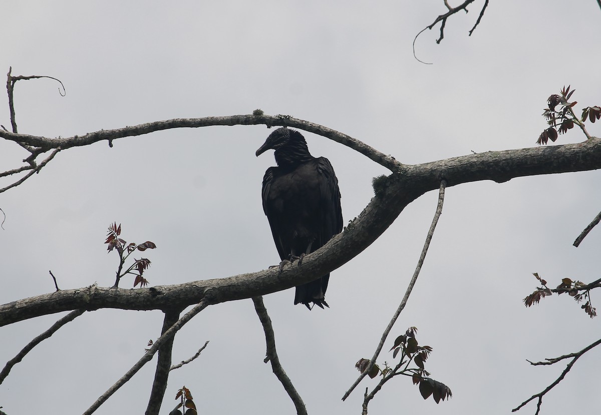 Black Vulture - ML152109311