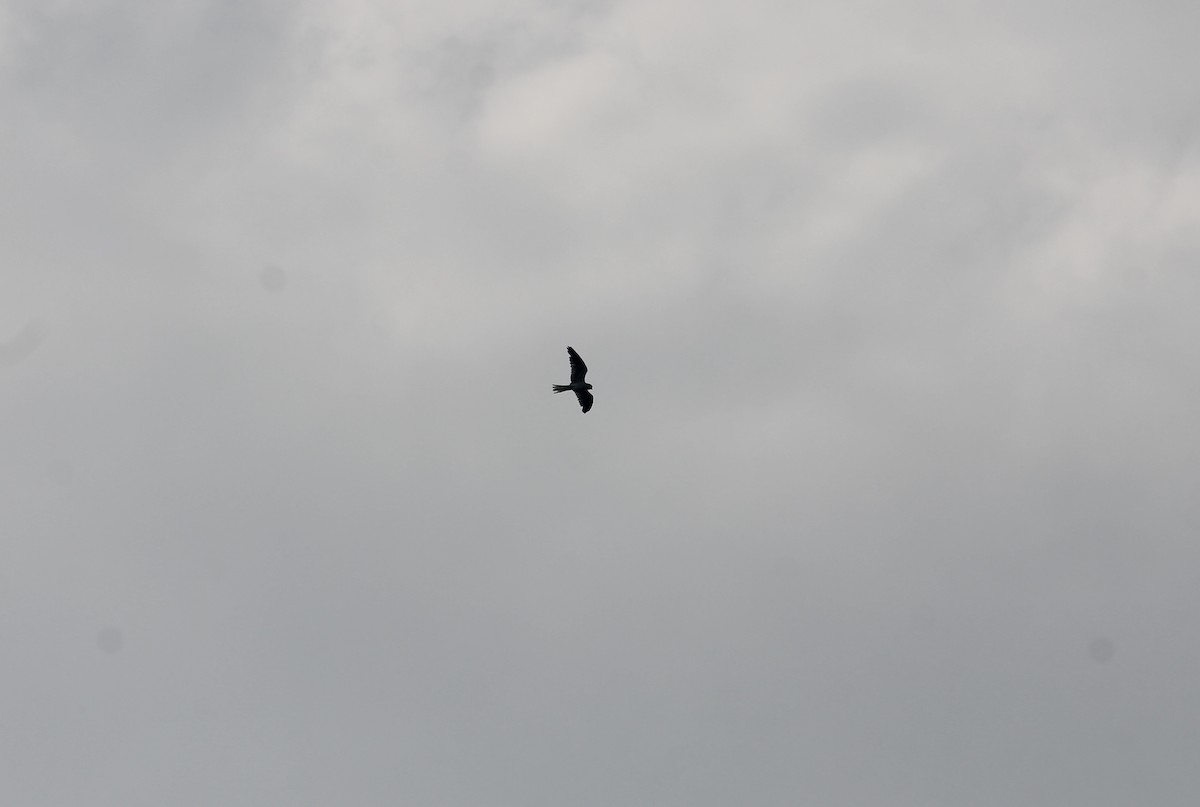 White-tailed Kite - Paloma Lazo