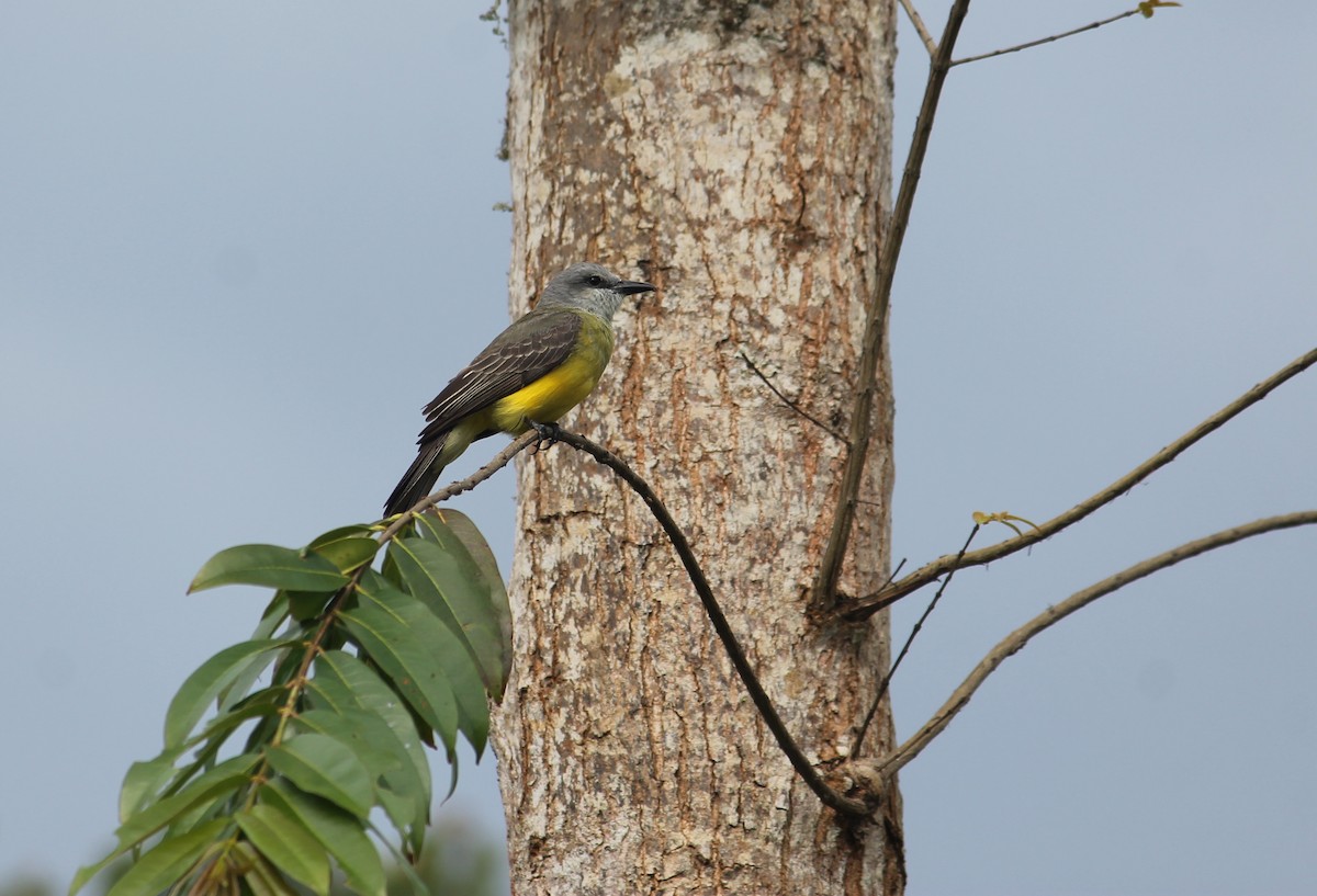 Tropical Kingbird - Paloma Lazo