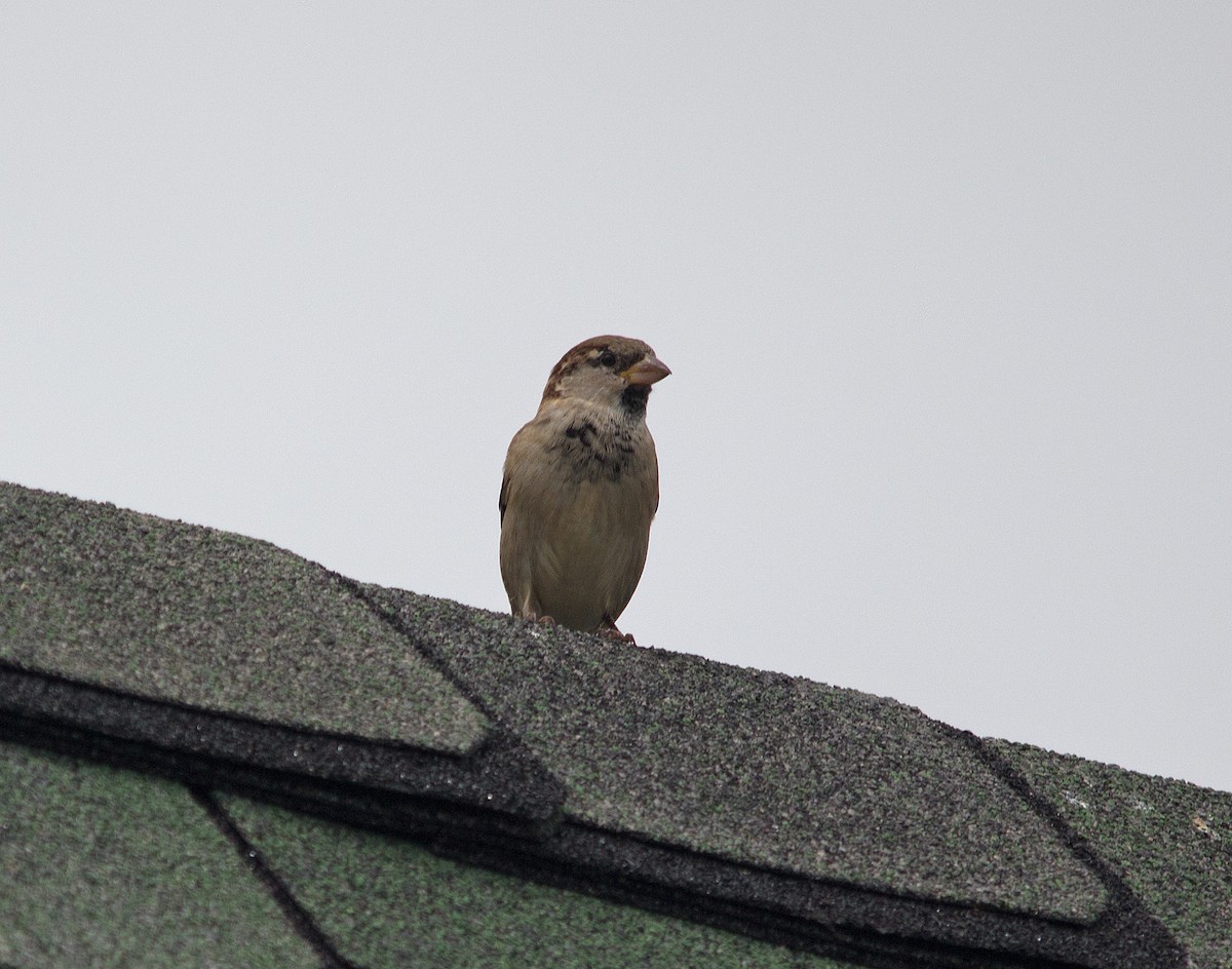 House Sparrow - ML152110131