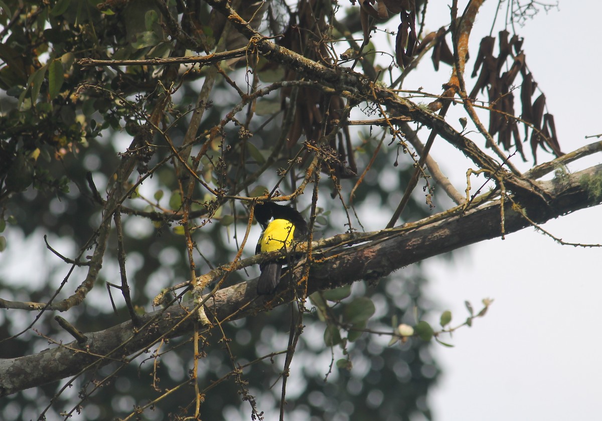 Flame-rumped Tanager - ML152110251