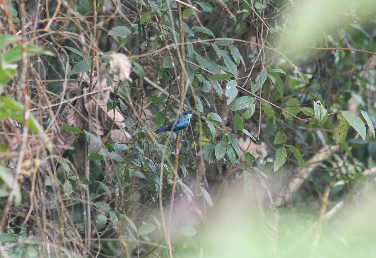 Black-capped Tanager - ML152110621