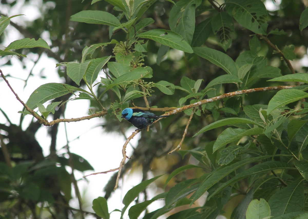 Blue-necked Tanager - ML152110671