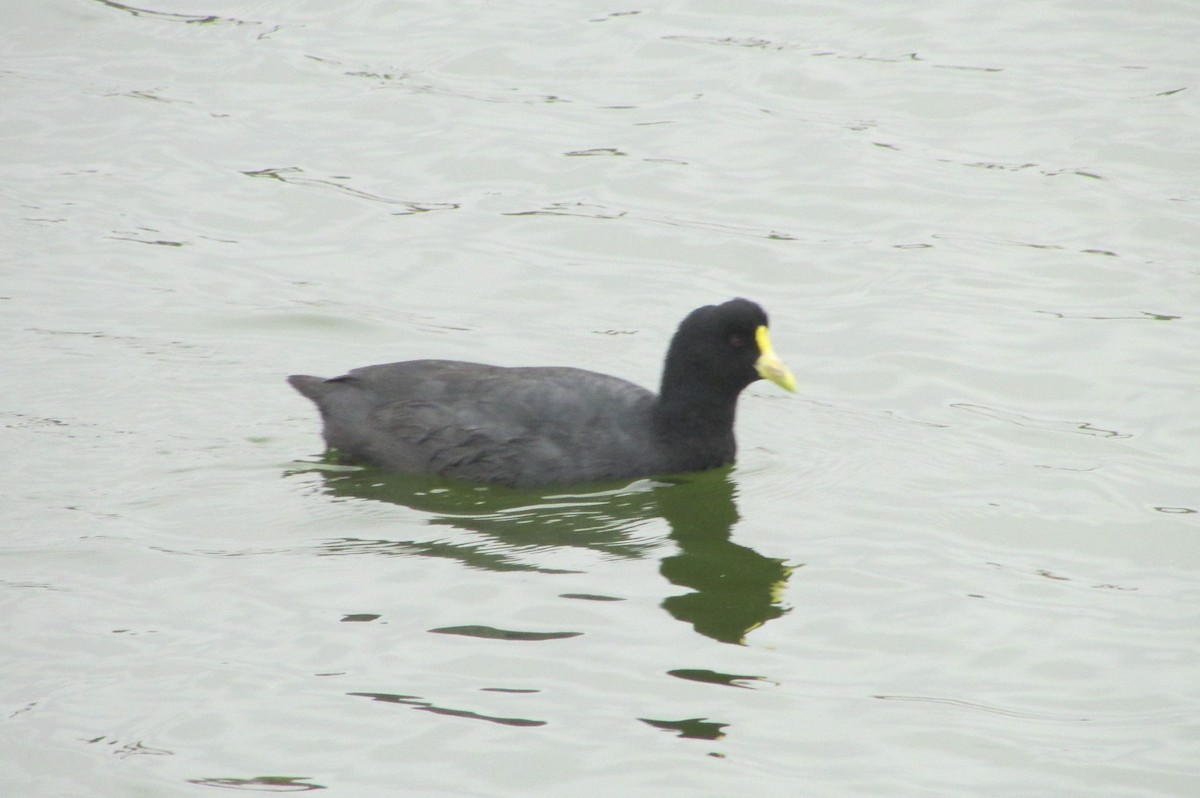 White-winged Coot - ML152111141