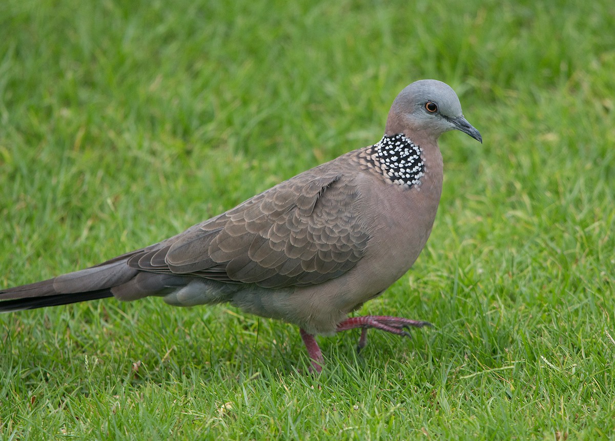 Spotted Dove - ML152111601